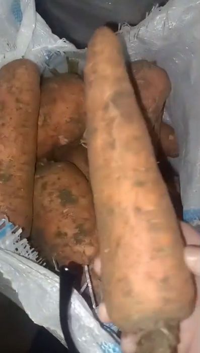 Продам морковь оптом