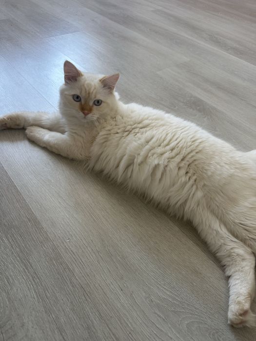 Кот белый со всеми вещами