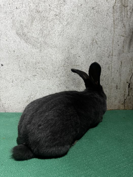 Femelă Fluture German