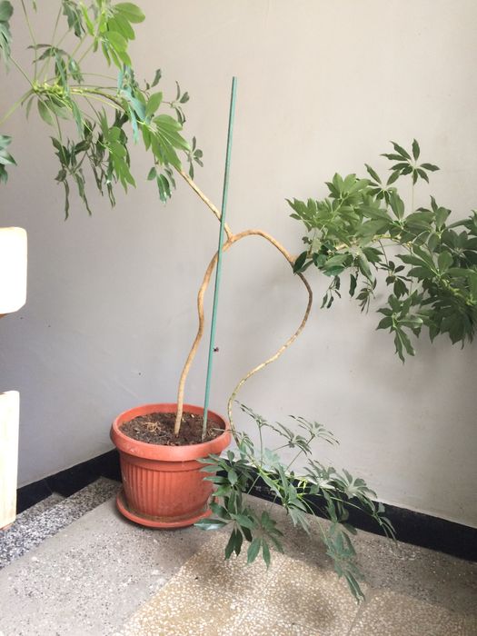 Продавам декоративно растение Шефлера