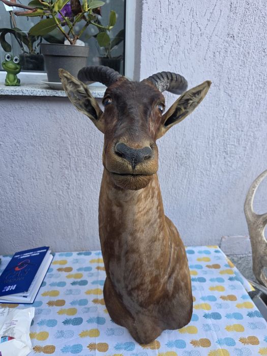 Obiect vechi de antichitate