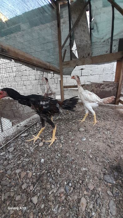 Dakan jo'jalar sotiladi zoti tozasi