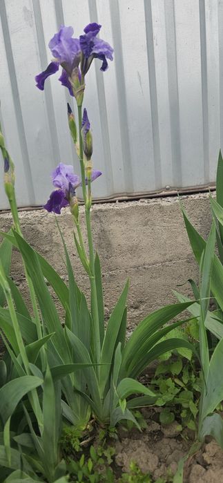 Продам Ирисы сортовые