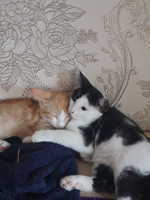 Котята ждут Вас .