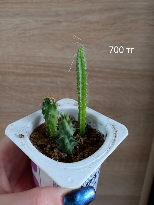 Цветочки для дома и офиса