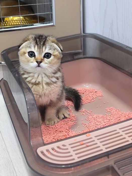 Чистокровные мимишки
