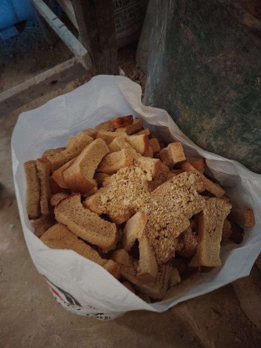 Molga qotgan boxonka non