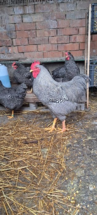Ouă incubat rasele Australorp, Brahma, Isa Brown