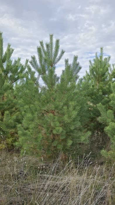 Сосны пушистые красивые