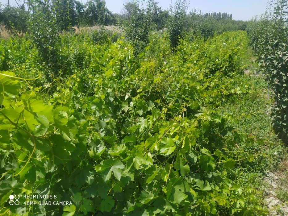 Mevali daraxt ko'chatlari sotiladi