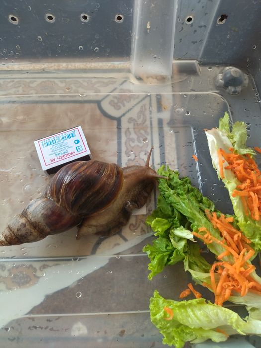 Улитка Ахатина продается