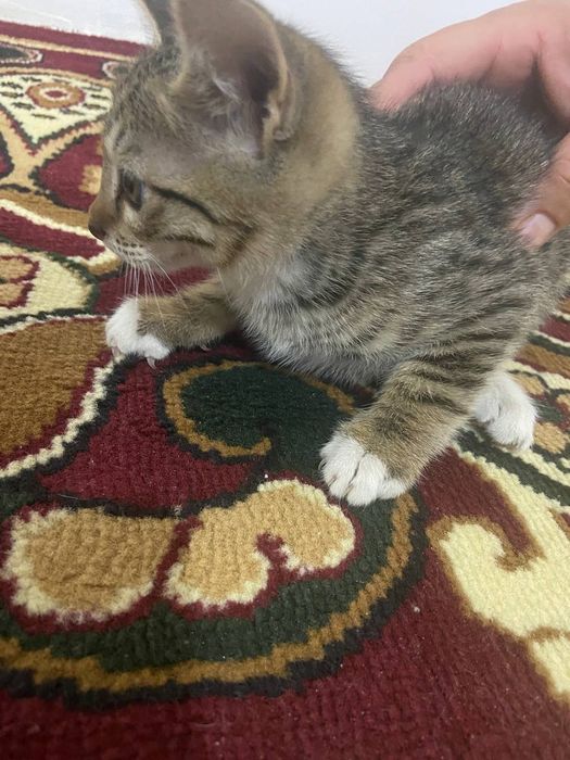 отдам бесплатно котят