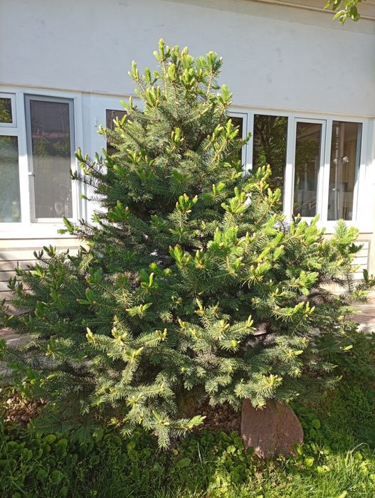 Продаётся голубая ель