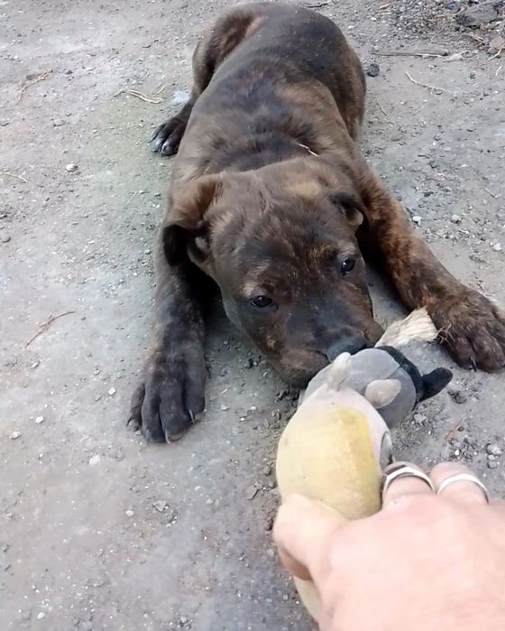 Продам пит буль три с половиной месяца