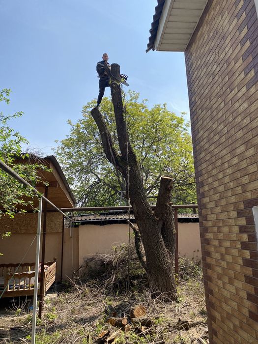 Спил с руб деревьев