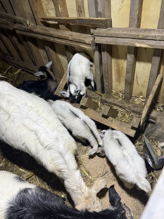 Capre si iezi de vanzare