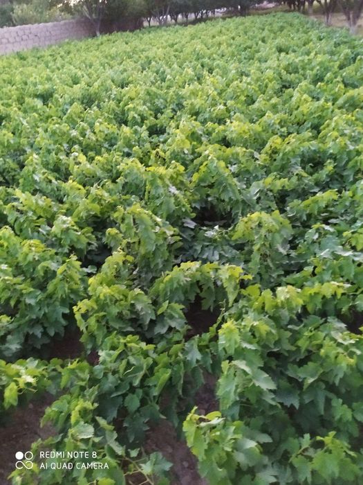 1,2,3, yillik oq cho'p qora kishmish ko'chatlari bor.