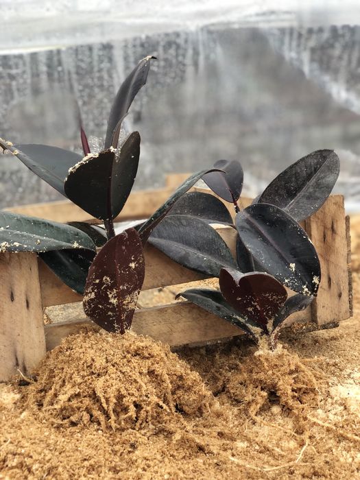 Продаётся Фикусы. Fikus sotiladi