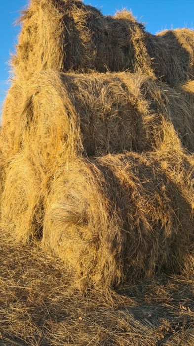 Продам сено лесное .