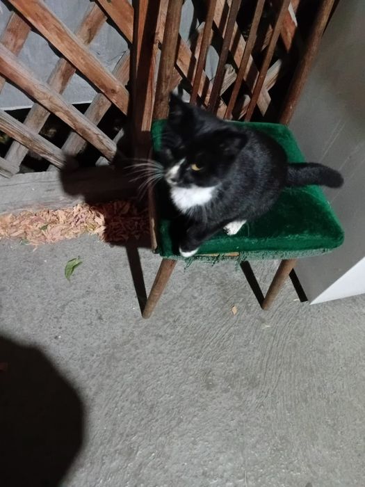 Отдам котёнка мальчика в добрые руки