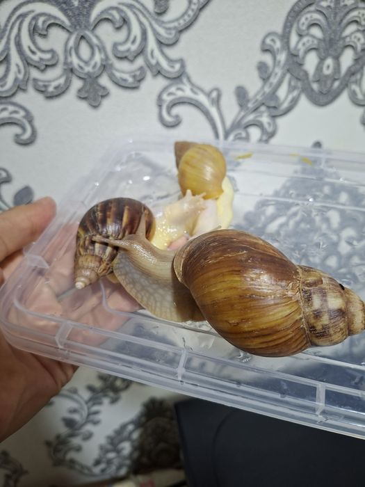 Ulitka fulika reticulatalar gigant zotlari