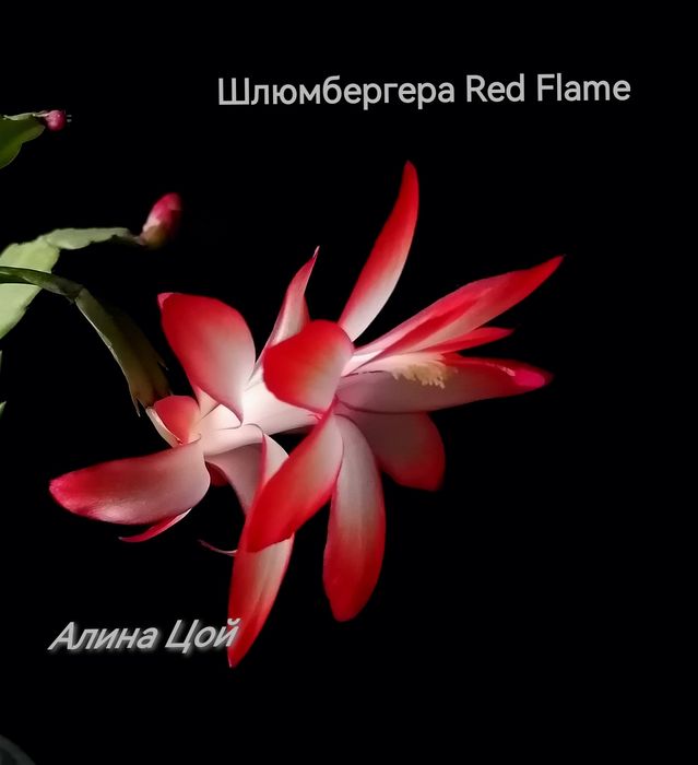 Сортовая шлюмбергера (декабрист)