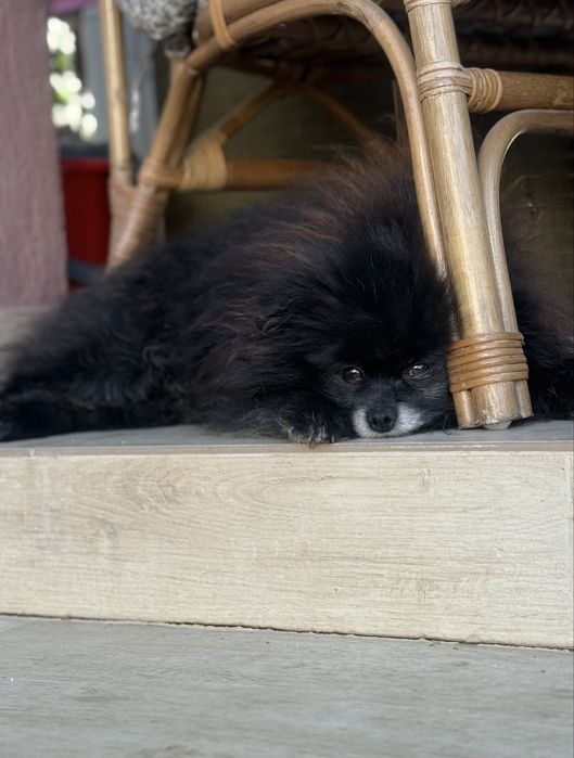 Pomeranian mascul de vânzare FCI rasa pura
