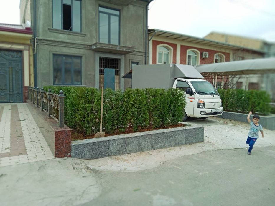 Сасна. Туя зелёный забор учун Можовелник , хлма хил турда.