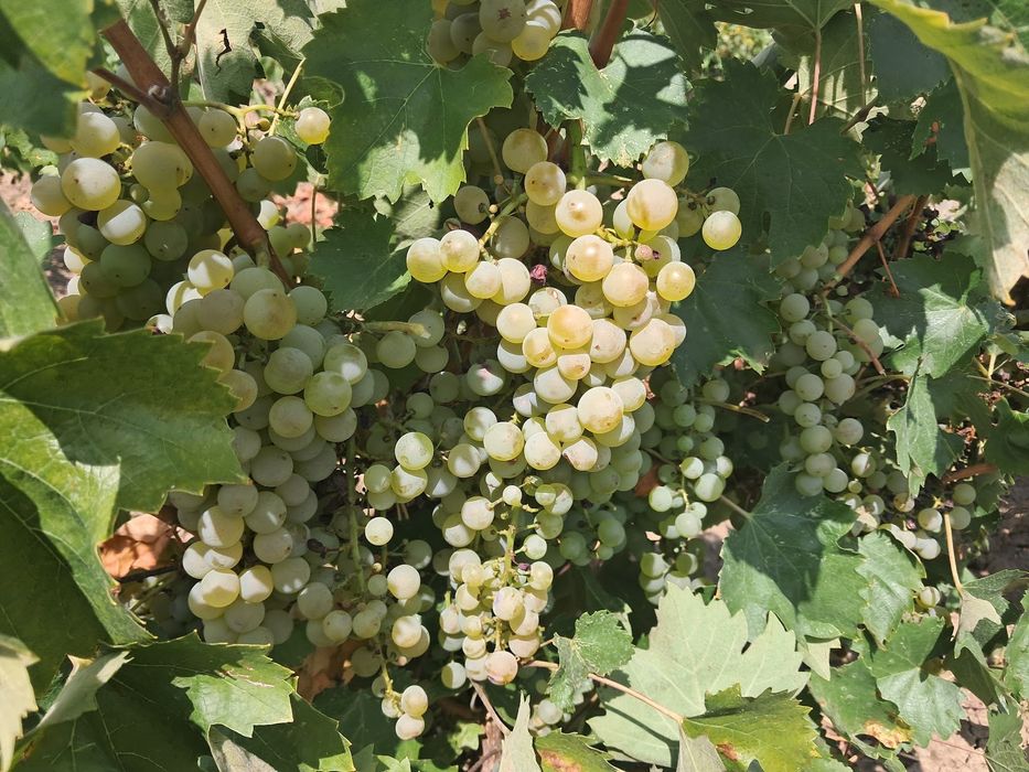 Struguri Feteasca