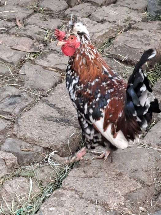 Cocos pitic de vanzare