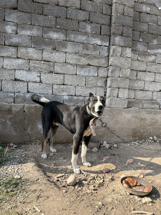 Продам собаку,  Сао