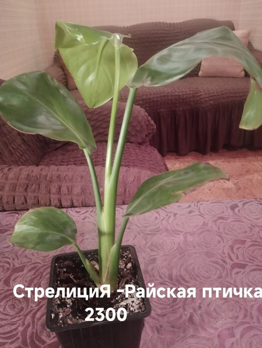 Продам комнатные растения