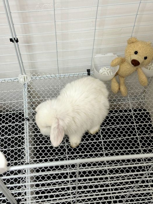 “Toza naslli Karlik Baran quyonlari – maxsus bonuslar bilan!”