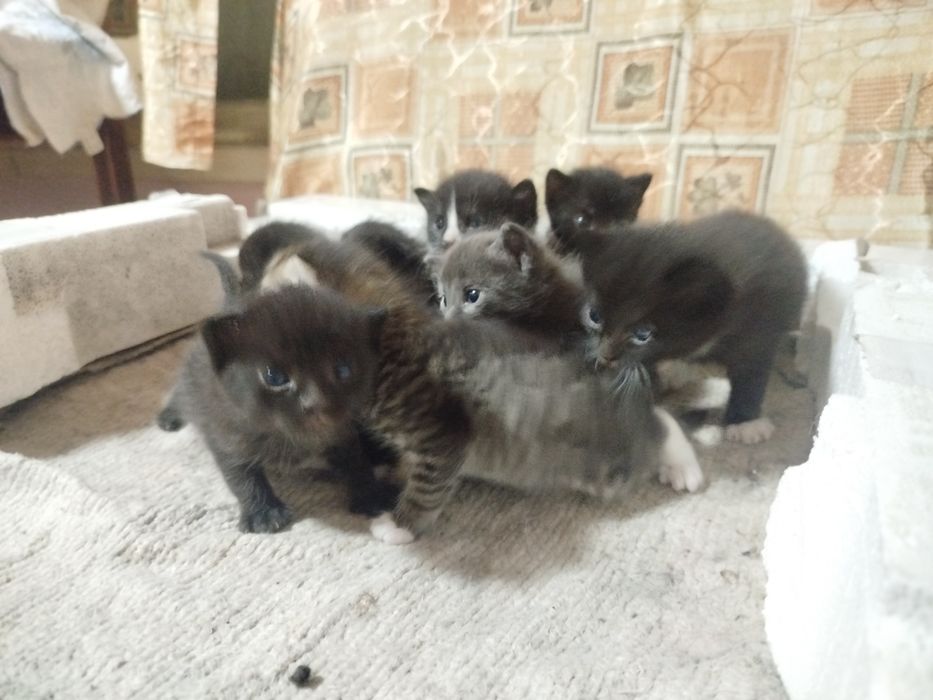 котята в добрые руки