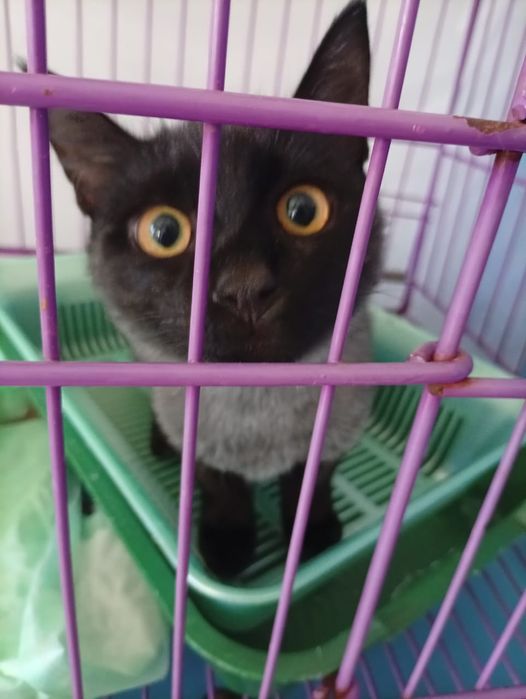 Ветеринарный врач 24/7