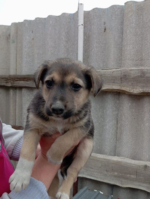 Отдам щенят в добрые руки