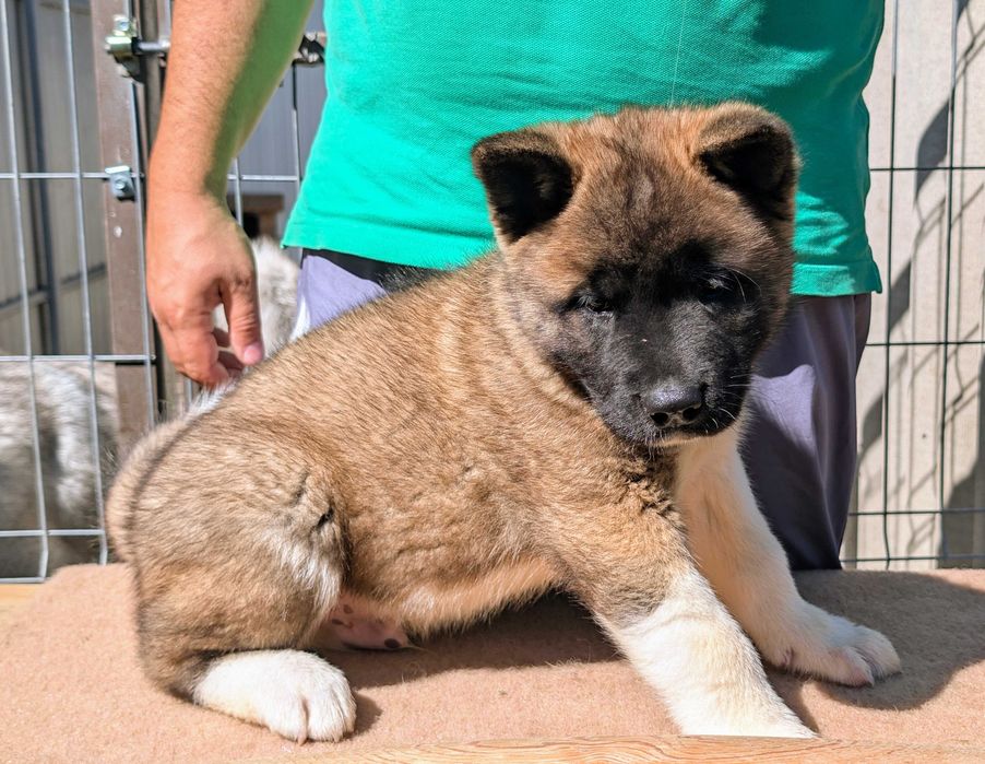 Mascul Akita American cu sânge premium - din linie de campion mondial