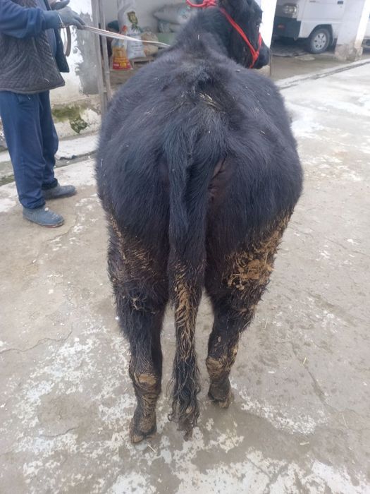 Продается Ангус телка