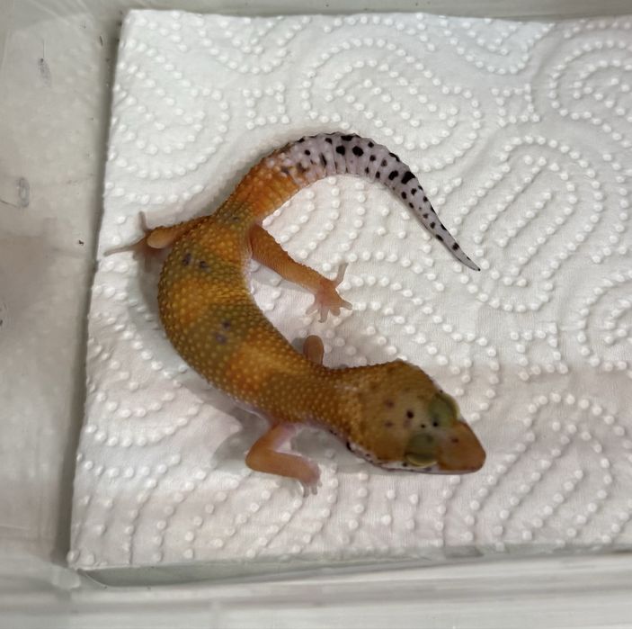 Бебета леопардови гекони и др.