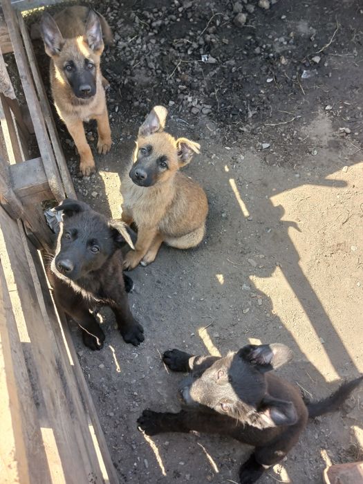 Продам щенков немецкой овчарки