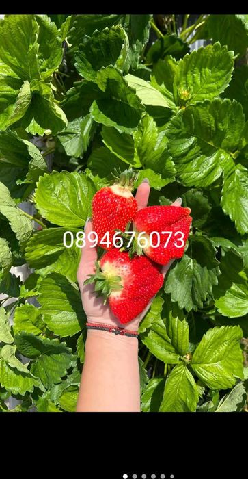 Продавам разсат ягоди