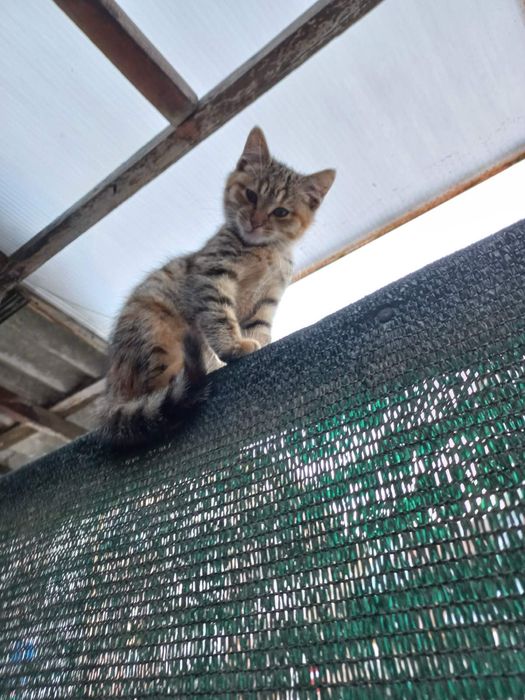 Подарява се женско коте на 2 месеца