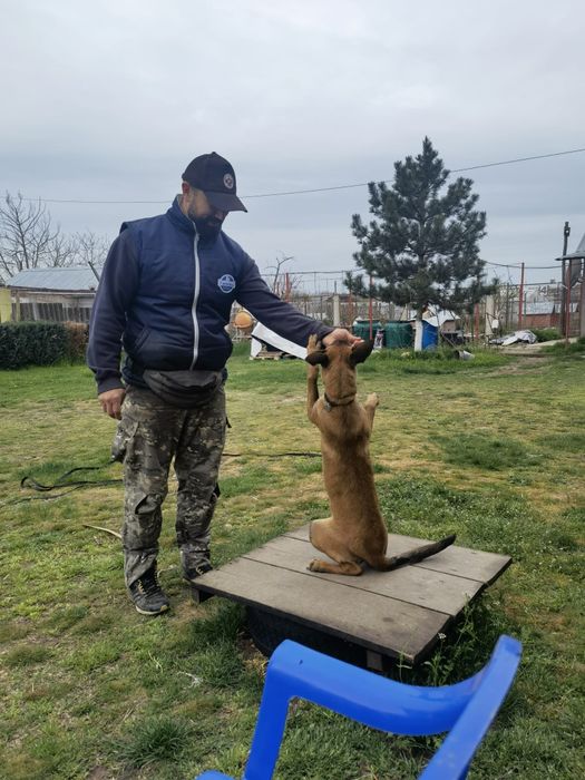 Pensiune si dresaj canin in Constanța și Tulcea