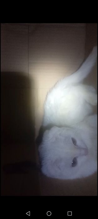 Продаются котята скотиш-фолд девочки . Белые.