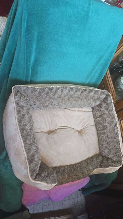 Vand accesorii pisicuta, patutul/lesa pot fi folosite pt catel