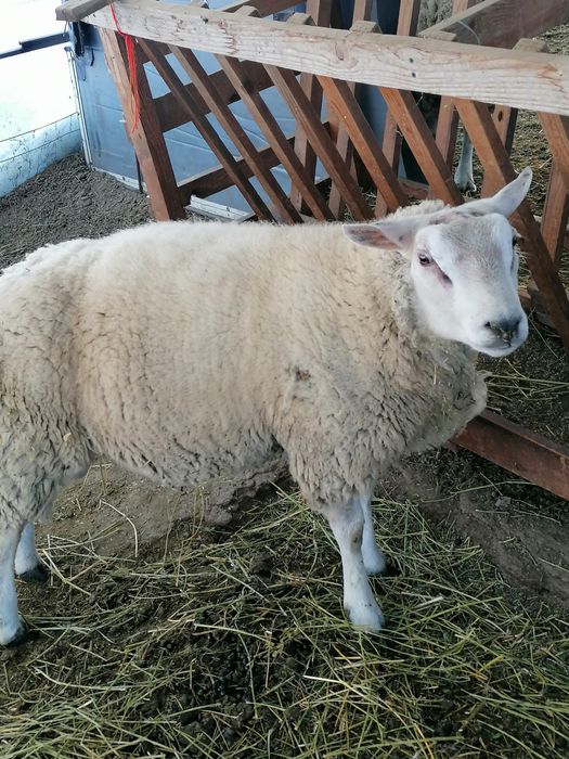 Berbec texal de vânzare