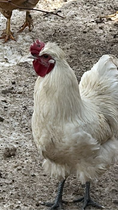 Продам петухов молодых.