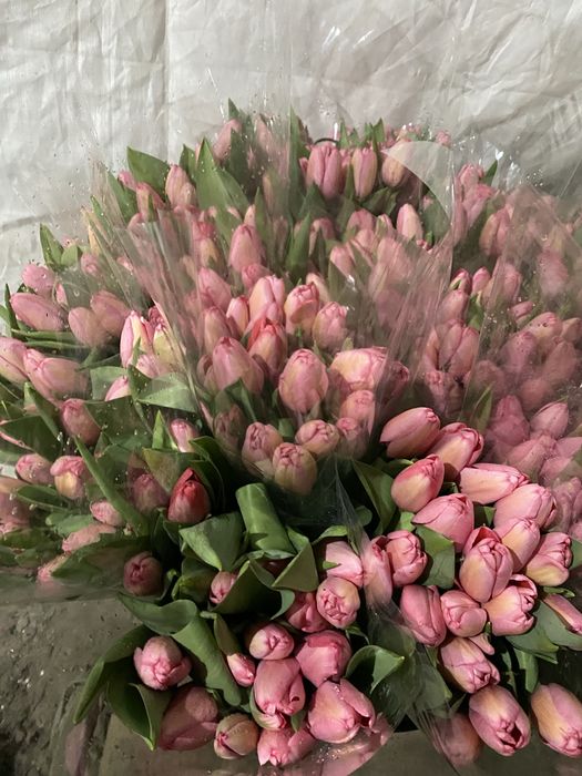 Продам Тюльпаны разных сортов!