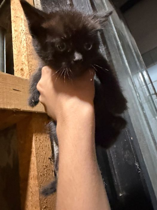 Отдам котят в хорошие руки