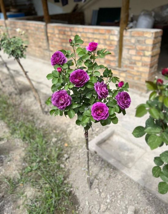 Декоративные розы